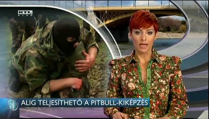 Alig teljesíthető a Pitbull-kiképzés