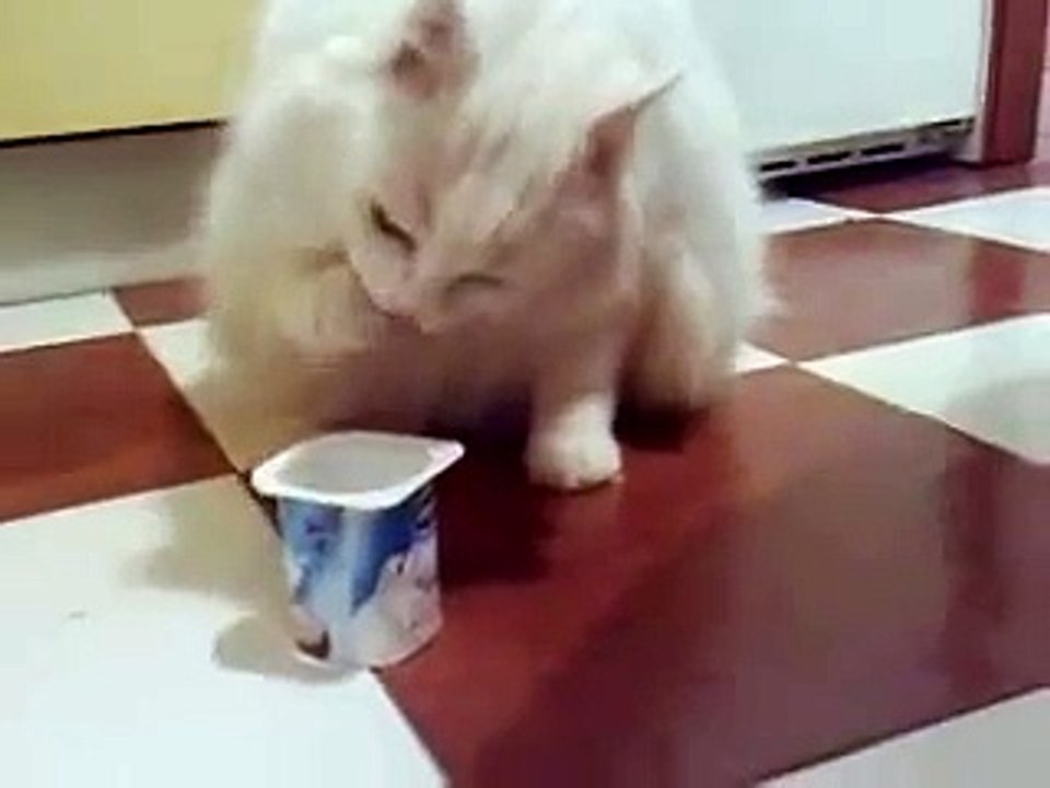 Mi gata come con "cuchara"