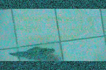 Lorikeet having a Bath