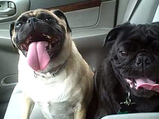 Happy Panting Pugs