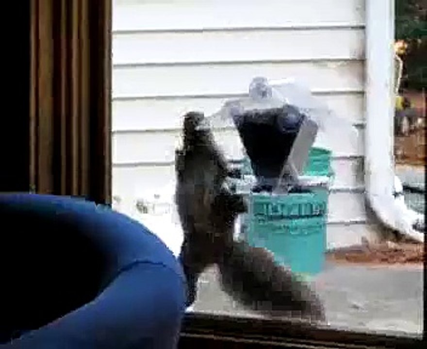 squirrel dance