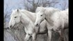 The real-life unicorns: Magical shots of wild white horses racing through French marshes at Camargue