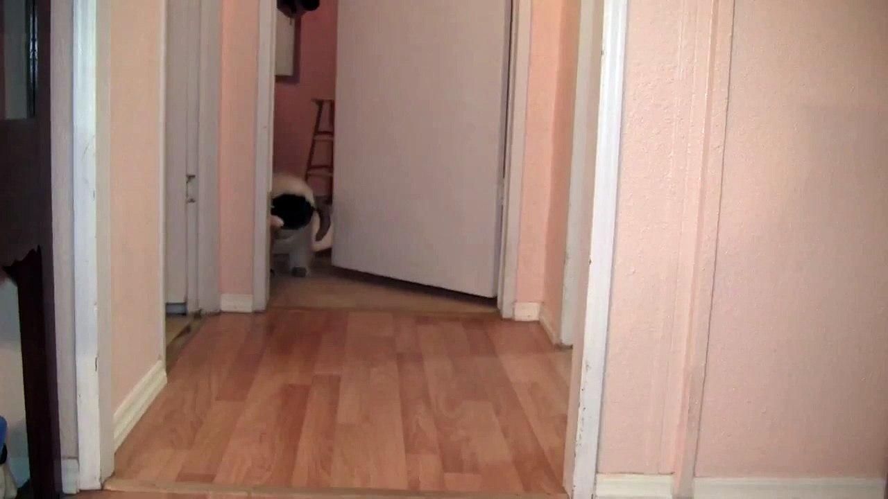 Chubbs the Wampug accepts the ALS Ice Bucket Challenge!