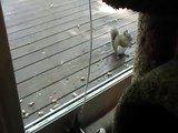 Kitten Rocky playing ~ feeding squirrel peanuts ~ cute funny pet cat