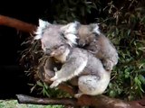 adorable koalas