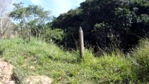 Serra da Mantiqueira, Caminhada rural, Birdwatching, Marcelo Ambrogi, Santo Antonio do Pinhal, 24 de maio de 2015, (23)