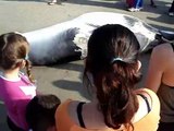 Baleia morta em Guaratuba, Paraná