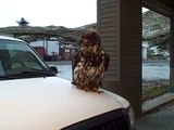 A Peeping Eagle