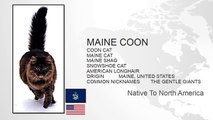 Maine Coon Pet Cat Review