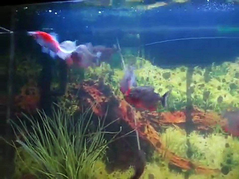 Piranha Attack