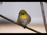 Kicauan burung pleci Mp3 | suara pleci untuk masteran | pleci full isian gacor