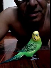 Passarinho grande amigo carinhoso e adora ganhar carinho so ver para crer