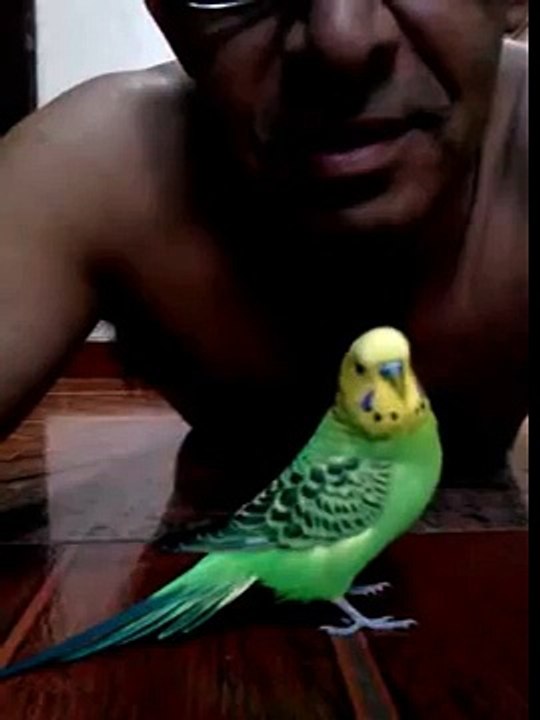 Passarinho grande amigo carinhoso e adora ganhar carinho so ver para crer