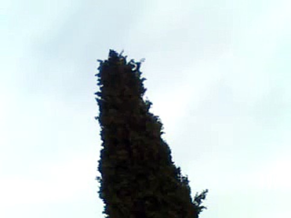 Chant du Merle Noir au Printemps   Song of the blackbird in spring