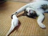 Çılgın Papağan uykulu Kedi canını sıkıyor