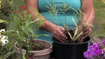 Bamboo Plants : How to Plant Bamboo as a Screen