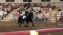 Friesian Stallion Frederik the Great Spectacular Dressage Performance