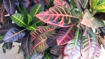 Croton - Cultivo de arbustos - Jardim e decoração