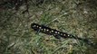 Spotted Salamanders Traversing Snow and Ice