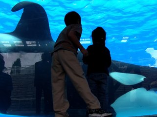 Watch Blackfish Stream Movie Online Free HD 1080p XRt