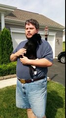 Man Squeezing cat to help her urinate.