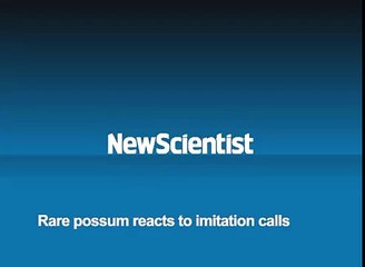 Rare possum reacts to imitation calls