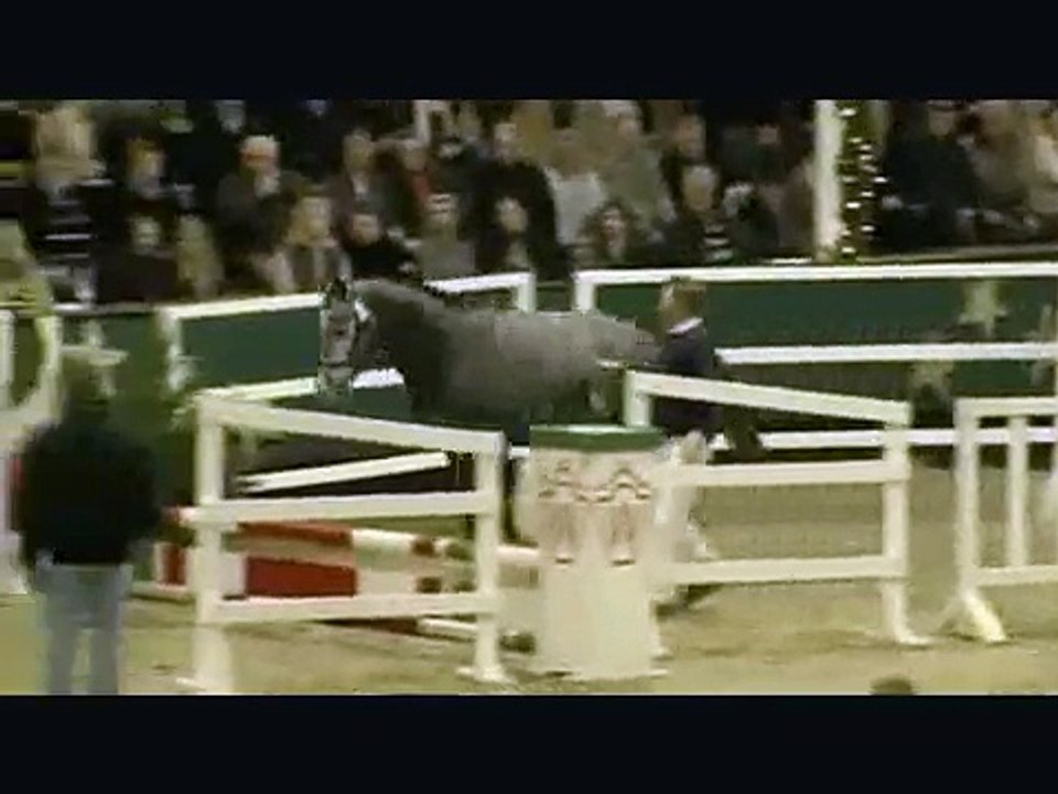 CRISTALLO II: Cornet Obolensky x Cassini I stallion, www.equine-evolution.com stallone da monta