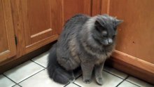 CAT POOP