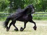 Gorgeous & Mystical Friesian Stallion trotting around his pasture