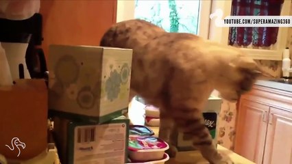 Cats Knocking Stuff on the Floor