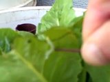 Wrestling a Cabbage Worm and Aphids