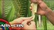 'Cocolisap' threatens 1M coconut trees