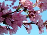Celebrating the Cherry Blossoms