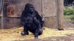 Western Lowland Gorillas, Bristol Zoo Gardens (23rd January 2012)