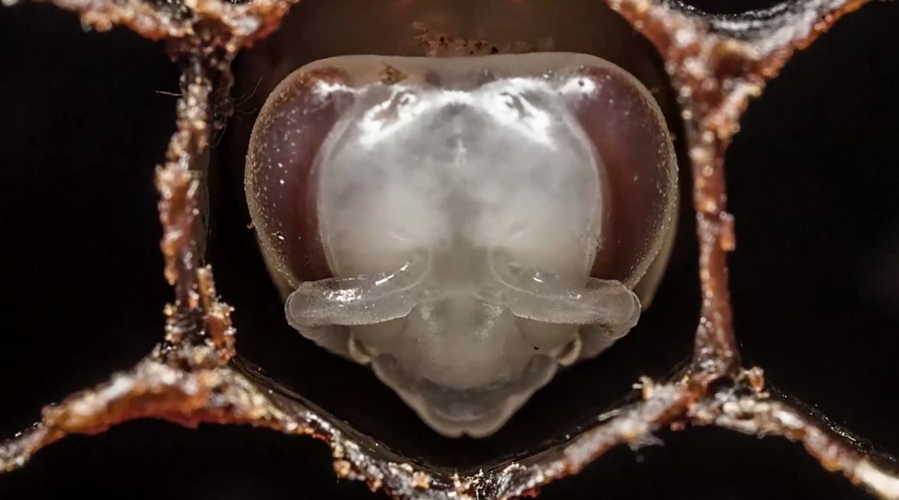 Les 21 premiers jours de la vie d'une abeille