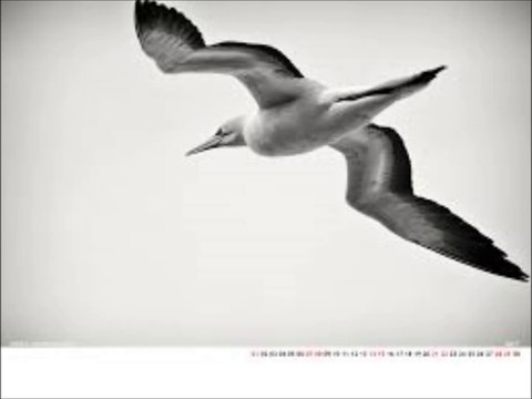 Novalis Deux - Soul Flight