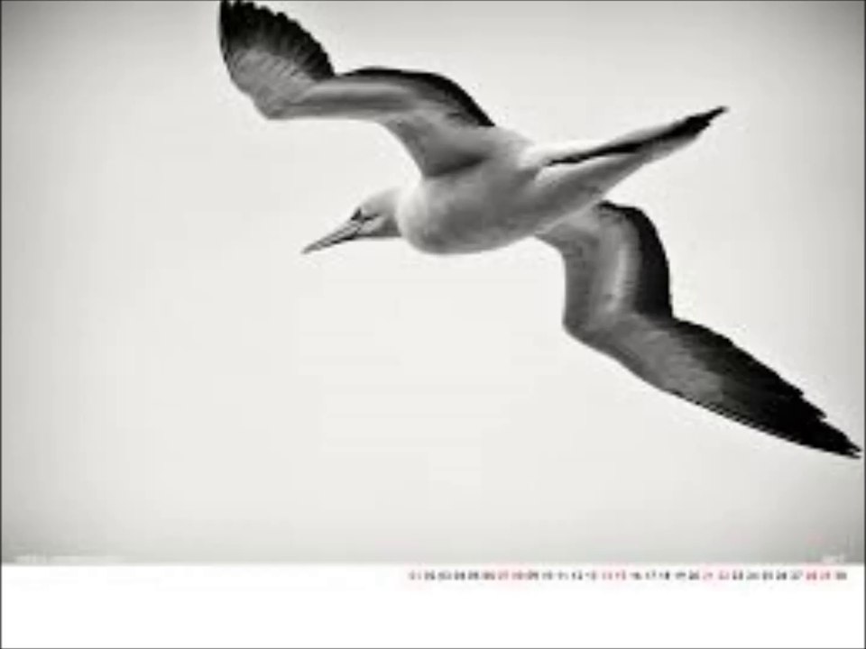 Novalis Deux - Soul Flight