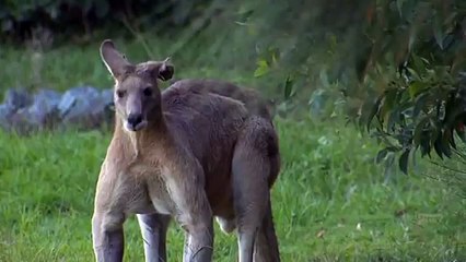 Big Buck, le kangourou bodybuildé de 2 mètres qui terrorise l'Australie