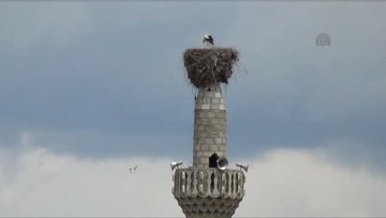 Minaredeki 55 Yıllık Leylek Yuvası Köyün Simgesi Oldu
