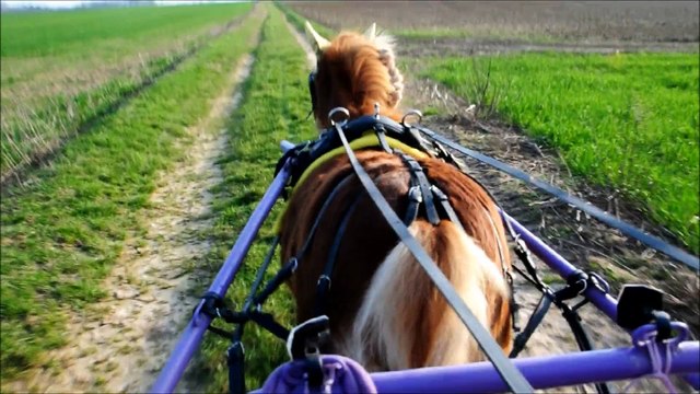 Poney shetland polyvalent