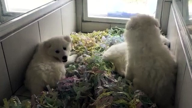 SATILIK KAR BEYAZ SAMOYED YAVRULARI