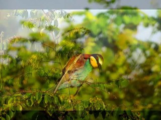 1 doğum günü 1000 dost(Ferdi Özbeğen-"Nasıl geçti Habersiz "eşliğinde