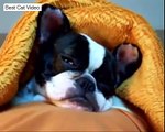 Funny Cute Animal Sleepy Falls Asleep Tired Cat Dog Koala Bear HD Videos Best Cat Video Compilati