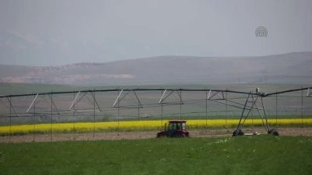 Kanola Üretiminde Başarılı Sonuç Alındı