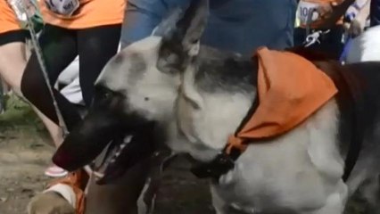 Скачать видео: Amos y mascotas realizan caminata en Nicaragua a beneficio del Zoológico Nacional