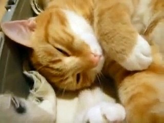 Ginger Cat Purring