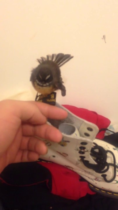 Il sauve un oiseau de son chat et le soigne dans un placard