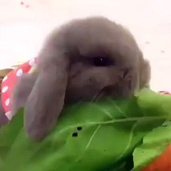 watch this food eating compition amazing.