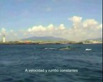 Fin whales migrating - Rorcuales común migrando