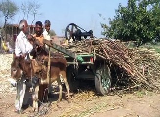 گُڑ کیسے تیار کیا جاتا ہے، آپ بھی دیکھیں۔